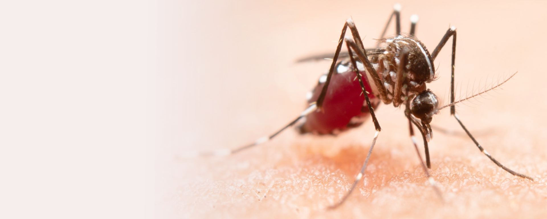 Imunização confiável contra a Dengue